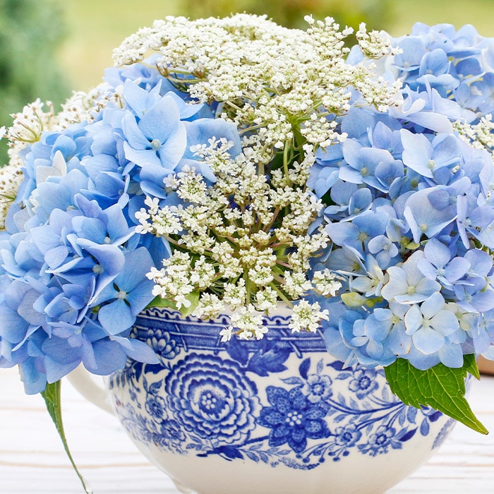 A blue and white intricate floral patterned vase holds a bouquet of pale blue hydrangeas and delicate white Queen Anne's Lace flowers, set against a blurry green and beige background.