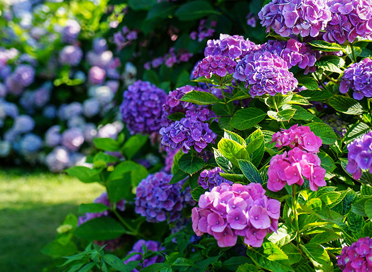 Clusters of vibrant purple and pink hydrangea flowers bloom amid lush green foliage, situated in a sunlit garden with more flowering plants filling the background.