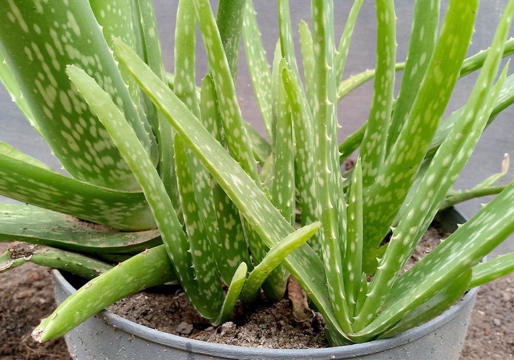 Aloe vera plant with thick, spiky green leaves, growing upright in a gray pot filled with soil.