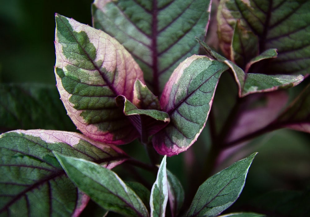 Leaves are emerging, showing green veins and pink edging, in a close-up, natural setting with blurred dark green foliage.