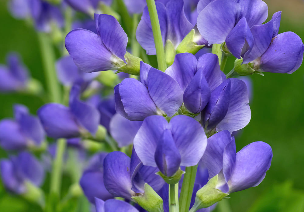 Purple flowers with elongated petals and green stems grow closely together in a garden with a blurred green background.