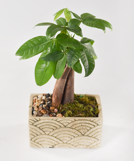 BONSAI MONEY TREE