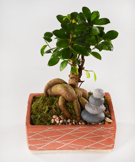 Bonsai Ginseng Ficus