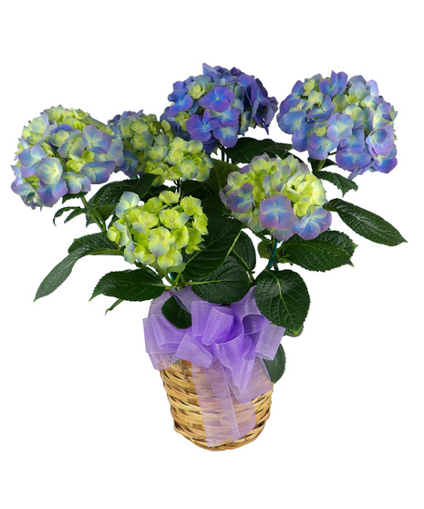 Hydrangea Plant