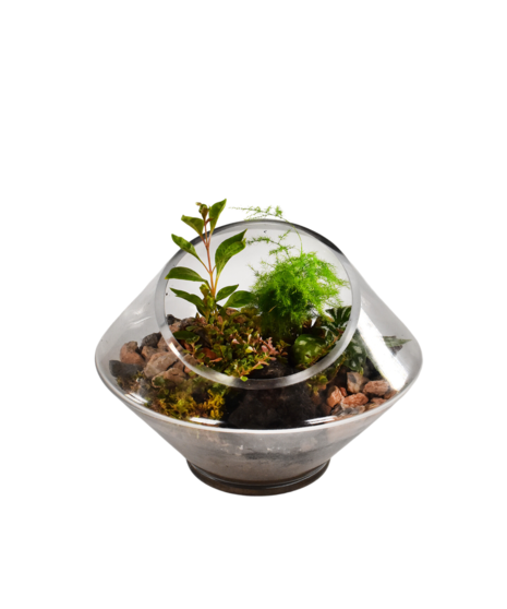 Terrarium Garden