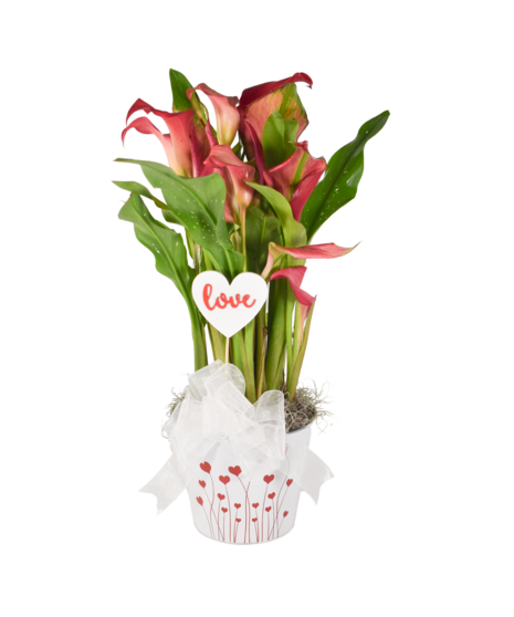 Valentine's Day Mini Calla Lily Plant