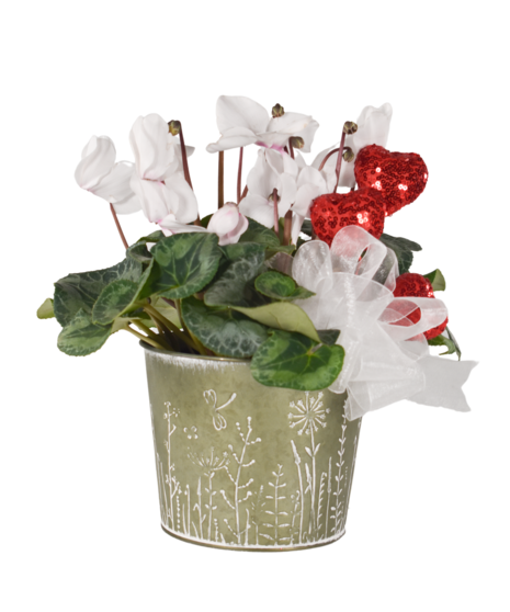 Valentine's Day Cyclamen