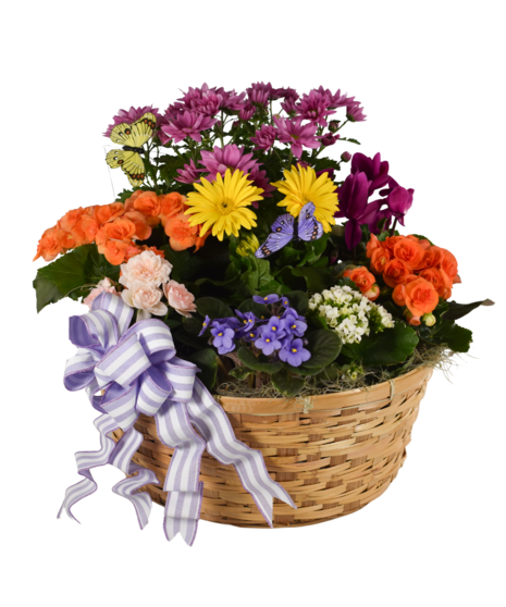 assorted colorful blooming plants in a basket with butterflies