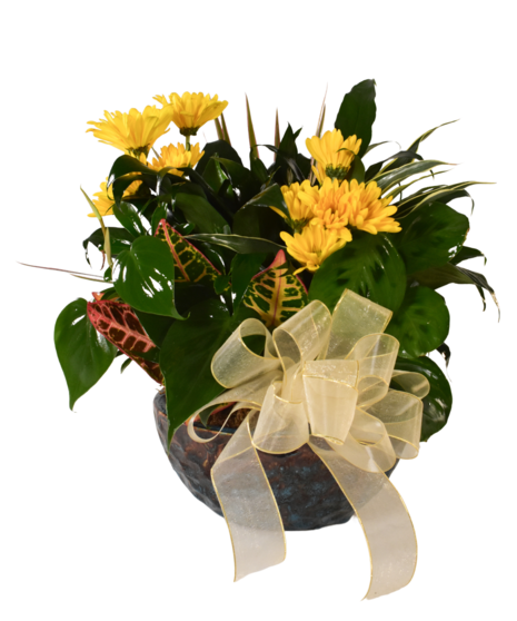 assorted green plants with cut daisies in ceramic pot