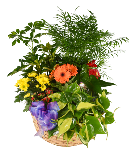 blooming and foliage plants in a basket