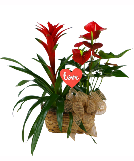 Bromeliad and Anthurium plants in oblong basket