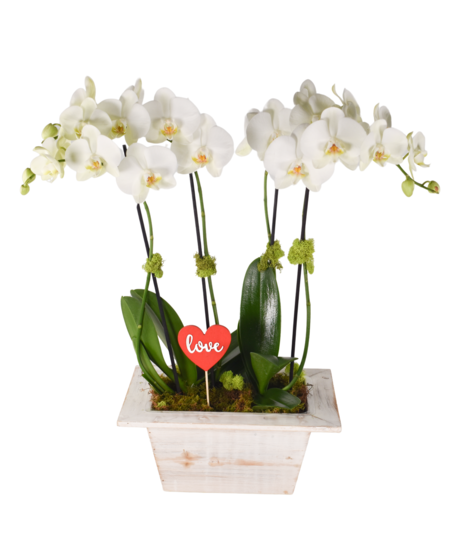 white orchid plants in a low white-wash wooden container