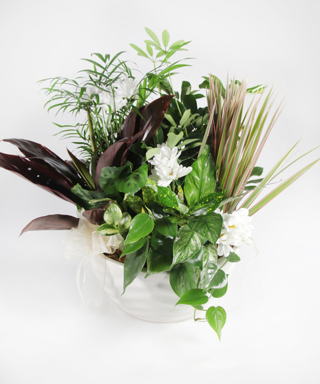 assorted green plants with cut daisies in ceramic pot