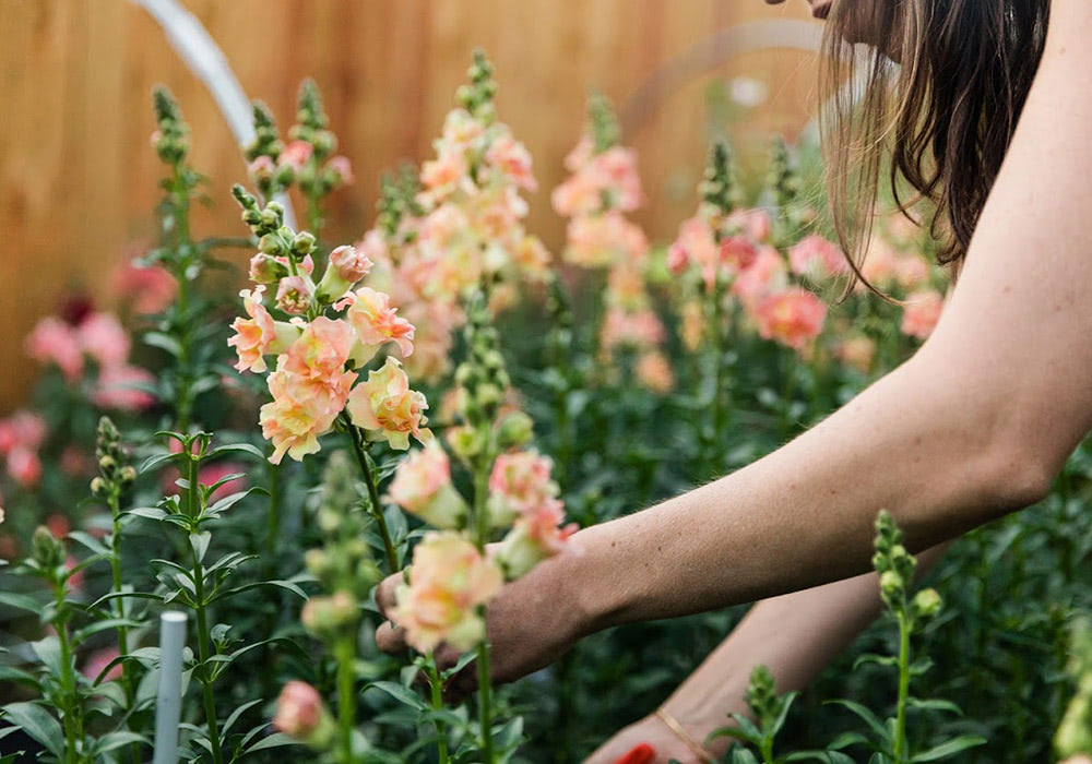 An off-screen helper picks an armful of fresh orange flowers