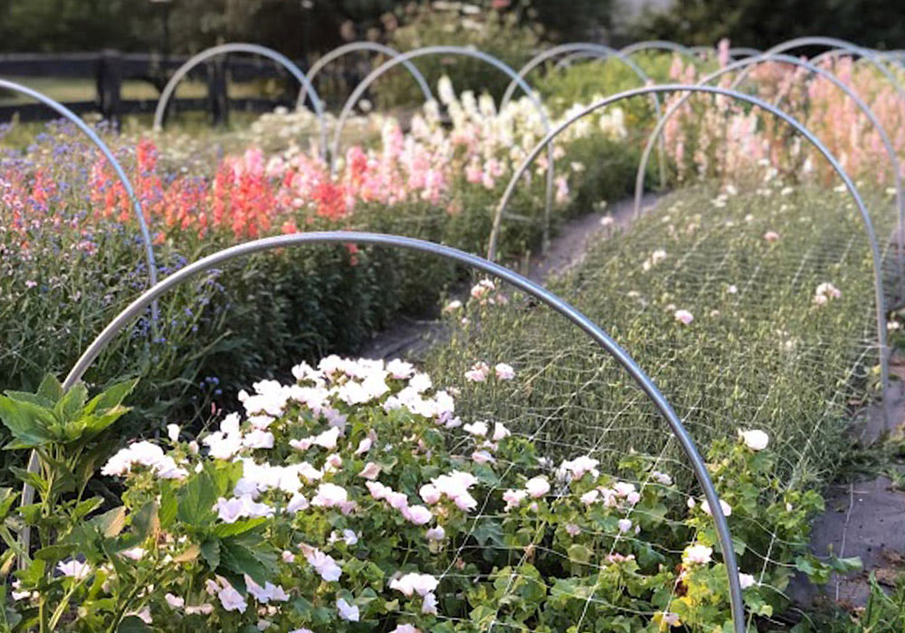 Three rows of immature flowers, covered with netting and several sprinkler arches, at Eden Roots Flower Farm